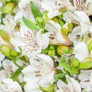 Pairfum Perfume Candle Alstroemeria White Bouquet