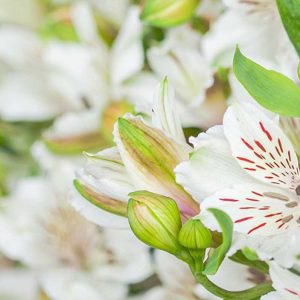 Pairfum Perfume Candle Alstroemeria White Flowers