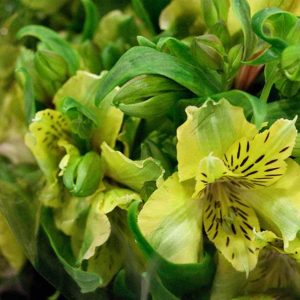 Pairfum Perfume Candle Alstroemeria Yellow Bouquet