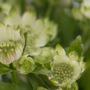 Pairfum reed diffuser british flowers week Astrantia green Pairfum reed diffuser british flowers week Astrantia green