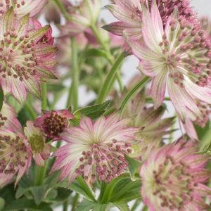 Pairfum reed diffuser british flowers week Astrantia pink Pairfum reed diffuser british flowers week Astrantia pink