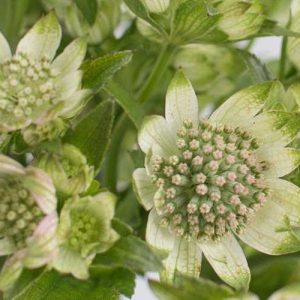 Pairfum reed diffuser british flowers week green Astrantia Pairfum reed diffuser british flowers week green Astrantia