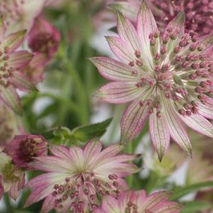 Pairfum reed diffuser british flowers week pink Astrantia Pairfum reed diffuser british flowers week pink Astrantia
