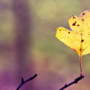Sheet Autumn Branch Web Bright Yellow