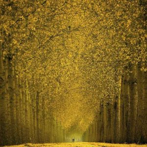 Tree Avenue Autumn Light