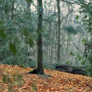 Tree Trunk Autumn Leaves Emptiness Dullness