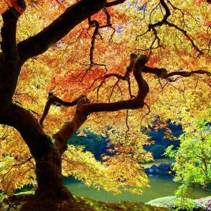 Tree Trunk Bends Branches Leaves Autumn