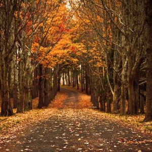 Virginia Water Drive Tree Leaves Scent