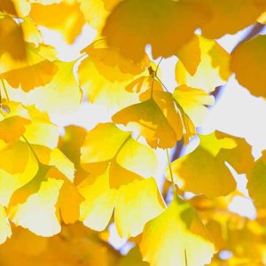 Yellow Autumn Leaves