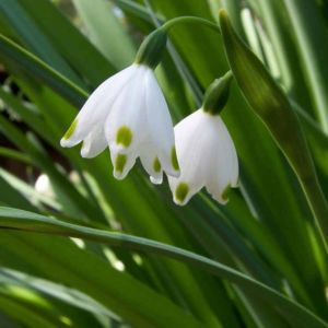 Britain Snowdrop Green Fresh Fragrance Britain Snowdrop Green Fresh Fragrance