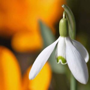 Flower Snowdrop Spring Light Scent