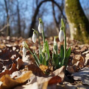 Forest Leaves Snow Drop White Fragrance