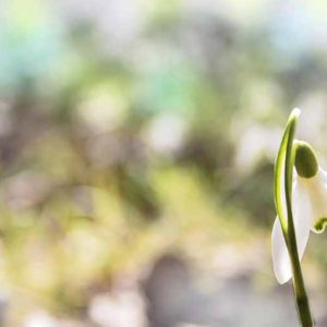 Snow Drop Light White Fresh Scent Snow Drop Light White Fresh Scent