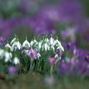 Snowdrop Crocus Sun Light Fresh