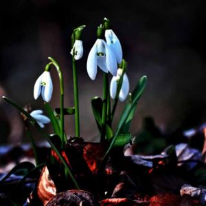 Snowdrop Forest Spring Leaf Snowdrop Forest Spring Leaf