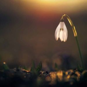 Snowdrop Fresh Green Clean Perfume Snowdrop Fresh Green Clean Perfume