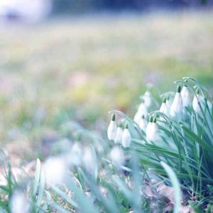 Snowdrop Grass Windsor Park Fresh Green Spring