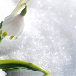 Snowdrop Ice Perfume Fresh UK Snowdrop Ice Perfume Fresh UK