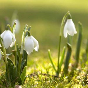 Fragrance of Snowdrops Light Green Fresh Sun Spring