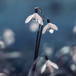 Snowdrop Soft Clean Fragrance Snowdrop Soft Clean Fragrance