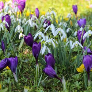 Spring Snowdrop Crocus Perfume Grass Green Spring Snowdrop Crocus Perfume Grass Green