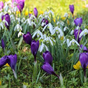 Spring Snowdrop Crocus Perfume Grass Green