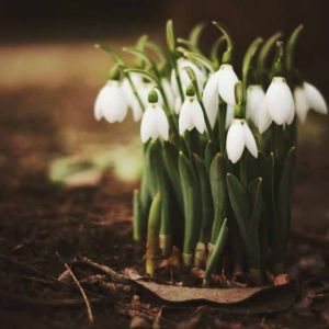 Spring Snowdrops Forest Fragrance Spring Snowdrops Forest Fragrance