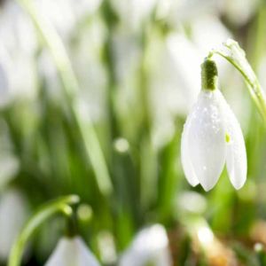 Sunlight Snowdrop Scent Clean Green Floral Sunlight Snowdrop Scent Clean Green Floral