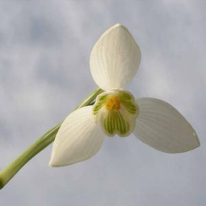 White Snowdrop Head Scent White Snowdrop Head Scent