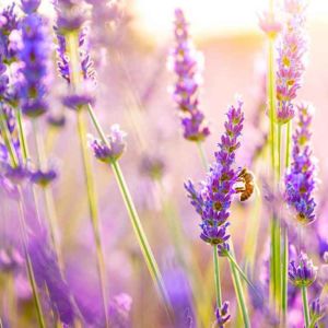 Fragrance Flower Lavender Sunlight Romantic