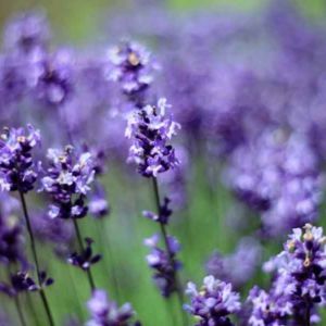 Fresh Green Scent Lavender
