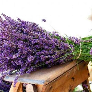 Fresh Lavender Bundle Scent
