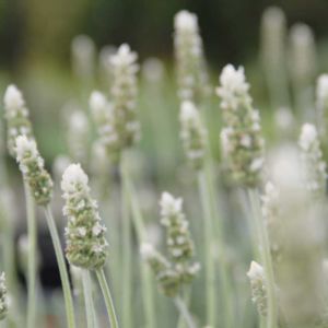 Lavender Dentata Alba