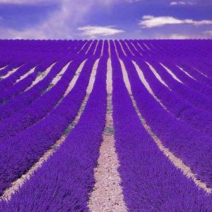 Lavender Field Outdoor Perfume Lavender Field Outdoor Perfume