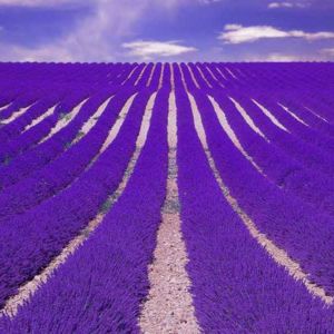 Lavender Field Outdoor Perfume