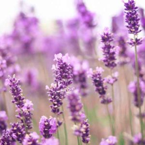 Lavender Field Sunlight Perfume