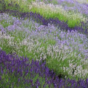 Lavender Fields White Purple Scent Green