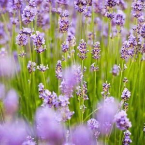 Lavender Flower Fragrance Green Outdoor