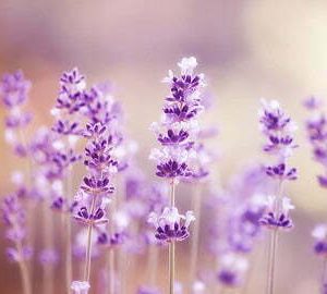 Lavender Light Scent Warm