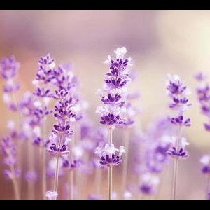 Lavender Light Scent Warm Lavender Light Scent Warm