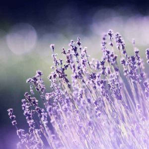 Lavender Perfume Light