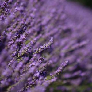 Lavender Purple Fragrance