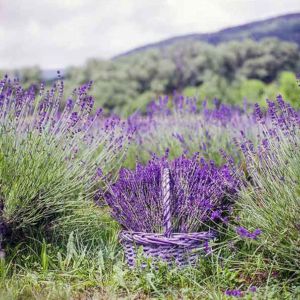 Lavender Scent Basket Field