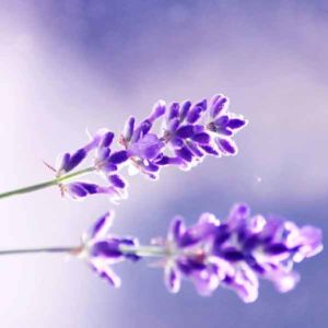 Lavender Scent Calm Sun