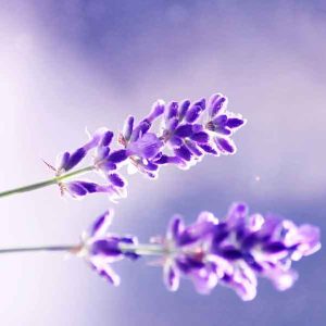 Lavender Scent Calm Sun Lavender Scent Calm Sun