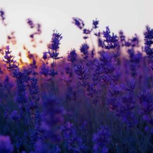 Lavender Sunset Warm Scent Purple