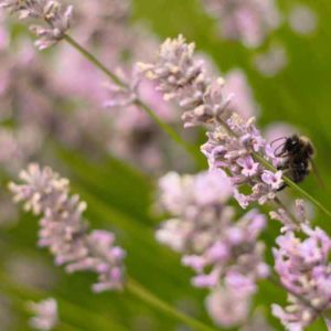 Pink Lavender Fragrance Bee