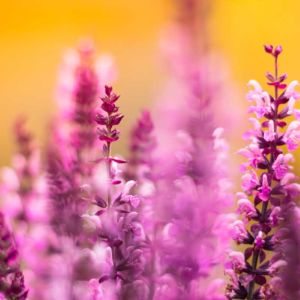 Pink Lavender Orange Scent