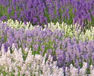 Purple White Lavender Oil Field Row