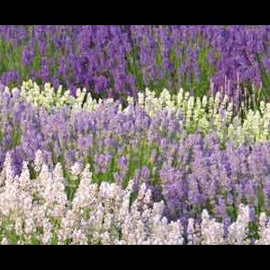 Purple White Lavender Oil Field Row Purple White Lavender Oil Field Row